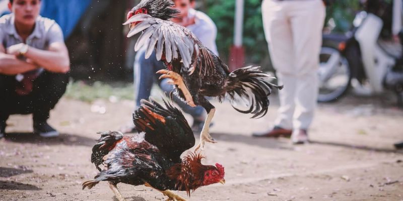 Tham gia cá cược trên các trường gà nổi tiếng